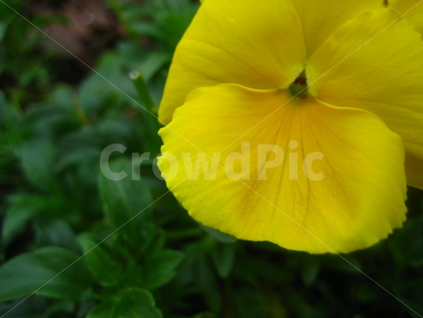 petal,yellow,Georgia,Tybee Island,flower