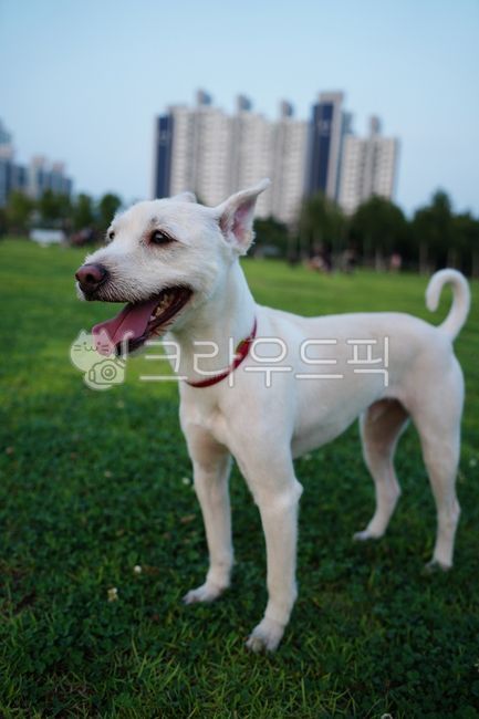 개,강아지,흰색,흰개,시고르자브종,흰강아지,하얀강아지,하얀개,흰색개,흰색강아지,잡종,흰색잡종,잔디,풀밭,잔디밭