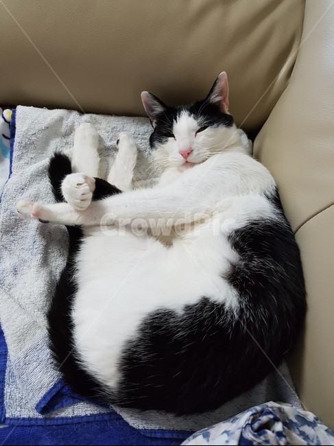고양이,검정,흰색,검은색꼬리,핑크색코,발톱,동물,animal,포유류,mammal,고양이,cat,kitten,kitty