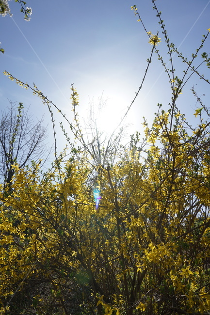 개나리,봄,꽃,햇살,식물,봄,계절,spring,season,식물,자연,plants,nature,꽃,flower