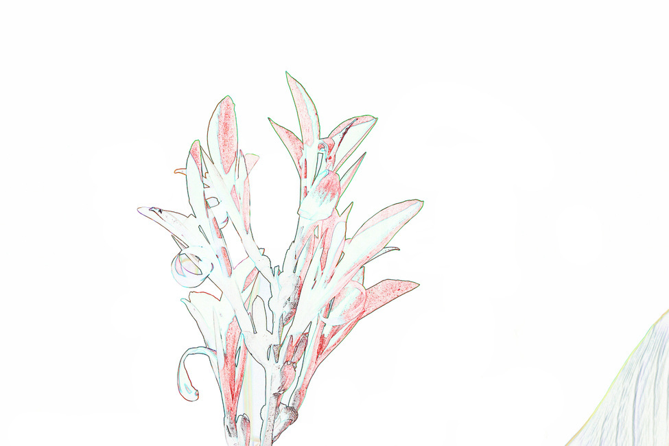 꽃,칸나,식물,그림,스케치,도안,색칠,색칠하기,칸나꽃,식물,자연,plants,nature
