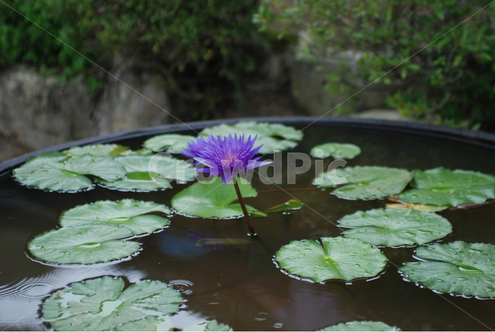 연꽃,보라색,풍경,자연,아름다운,식물,자연,plants,nature,꽃,flower