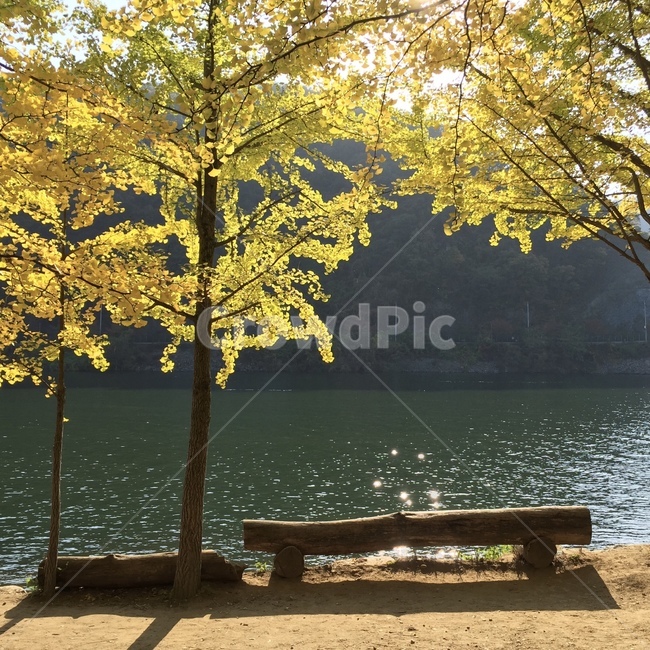 남이섬,벤치,은행나무,가을,강,가을,계절,fall,autumn,season,자연,풍경,nature,landscape,휴식,힐링,rest,relaxation,healing,tree,나무,plant,식물
