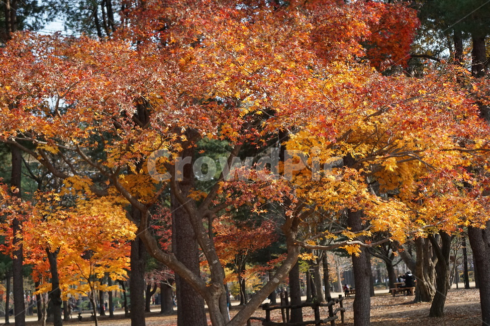 가을,단풍,남이섬,남이섬단풍,가을풍경,가을,계절,fall,autumn,season,식물,자연,plants,nature,나무,trees,wood,tree,plant,maple