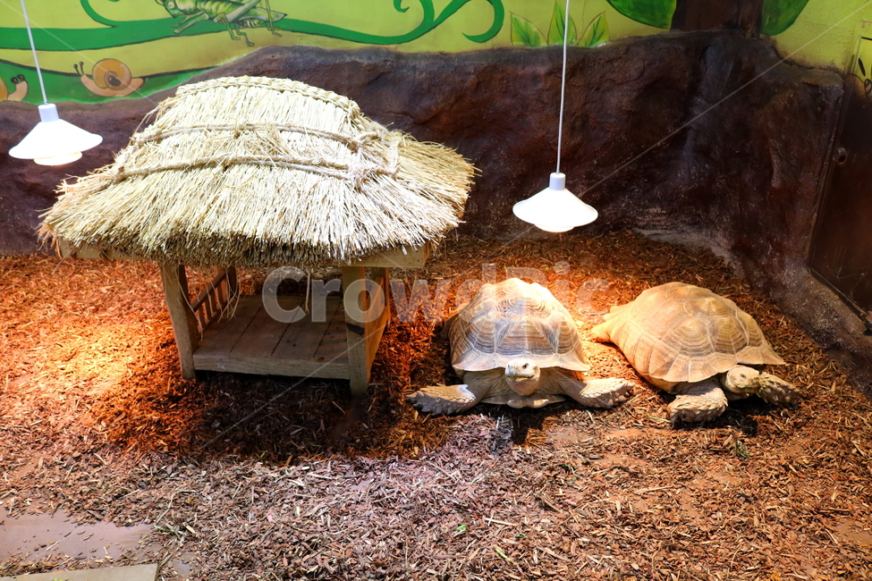 거북,거북이,동물,설가타,설가타거북,육지거북,파충류,자연,동물,animal,파충류,양서류,reptile,amphibian