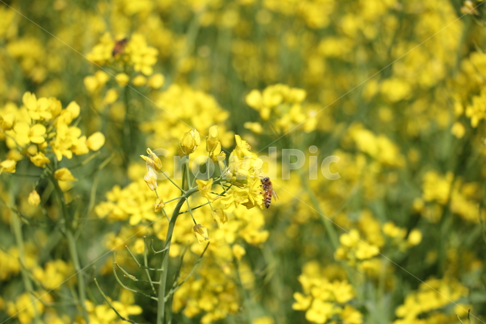 봄,유채꽃,유채꽃축제,노란꽃,rapeflower,세종유채꽃