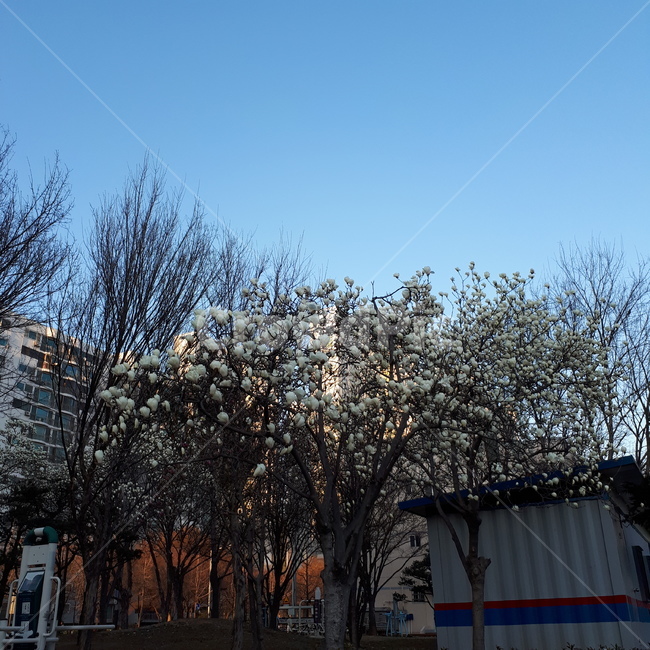 나무,꽃,낮,아침,풍경,도시,풍경,city,landscape,nature,자연,outdoors,옥외,rural,농촌,building,건물