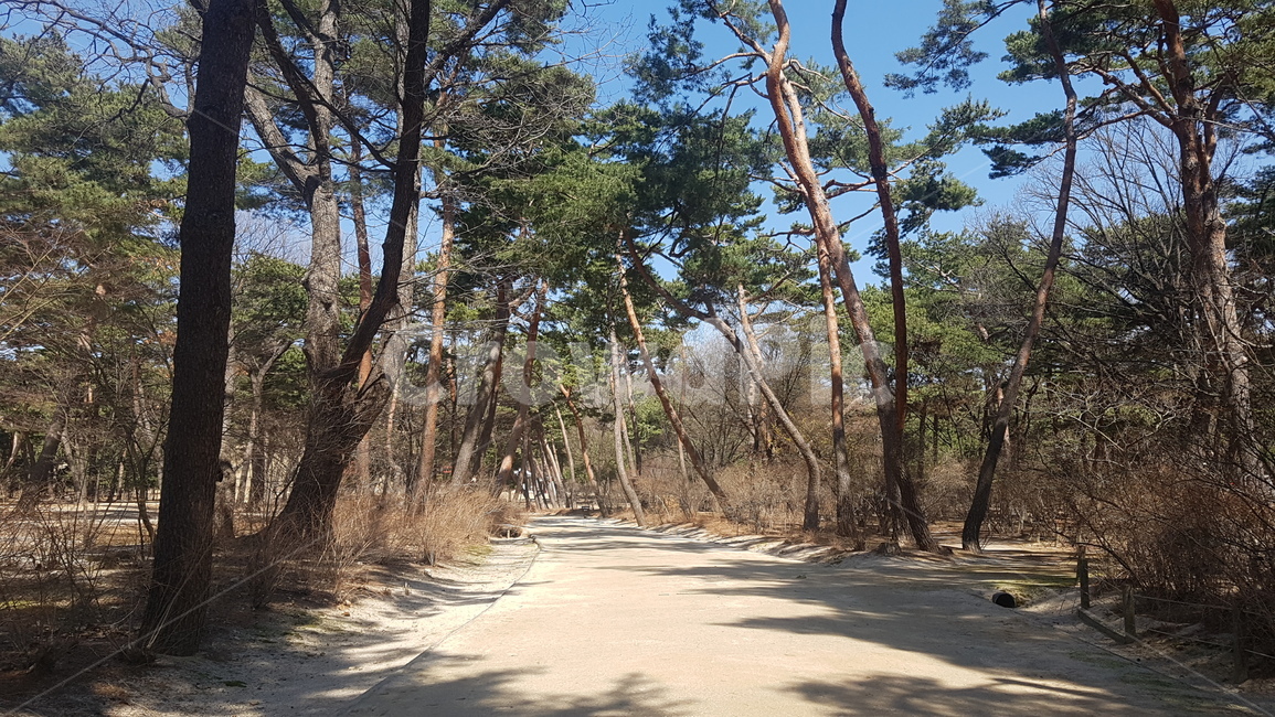 태릉,소나무,소나무숲길,산책길,초록,숲길,나무,산책로