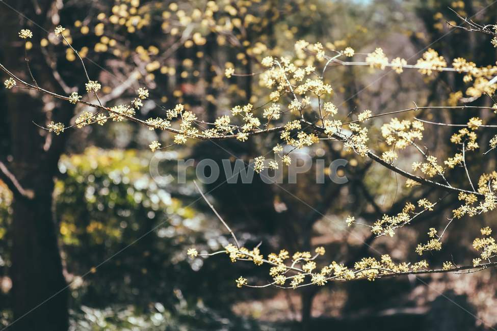 plant,식물,flower,blossom,spring,봄,twig,나뭇가지,산수유,corni