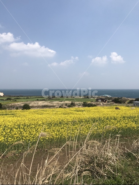 field,들,grassland,목초지,nature,자연,농촌,유채꽃,바다,제주도,우도,꽃