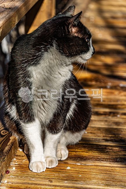 고양이,길고양이,야옹이,냐옹이,동물,cat,animal,alleycat,straycat