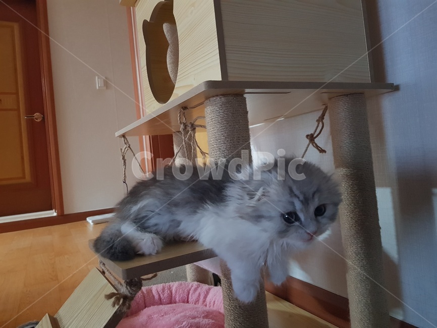 고양이,동물,장난감,냥이,집사