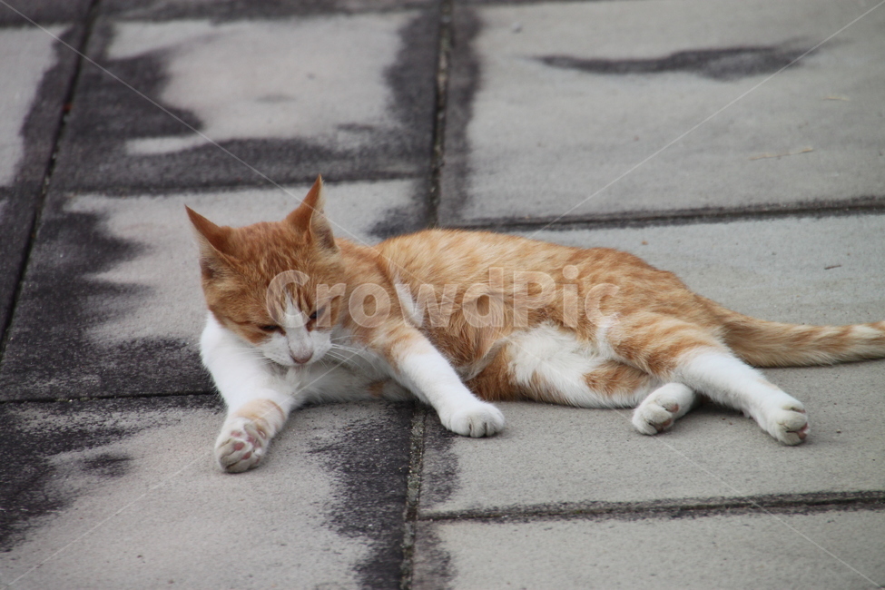 길거리,털손질,고양이,동물,cat