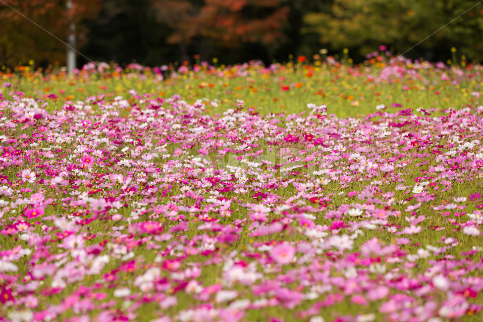 코스모스,가을배경,코스모스배경,꽃배경,cosmos,pink,flower,가을,예쁜꽃배경,꽃,자연,핑크꽃,식물,자연,plants,nature,꽃,flower