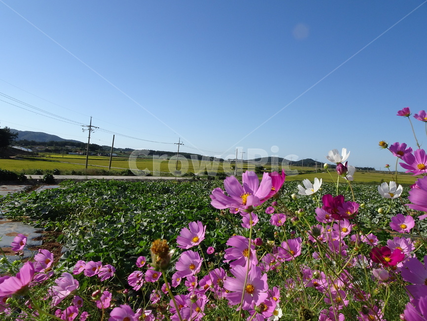 코스모스,꽃,가을,하늘,시골,자연,가을,계절,fall,autumn,season,식물,자연,plants,nature,꽃,flower,geranium,제라늄,plant,blossom