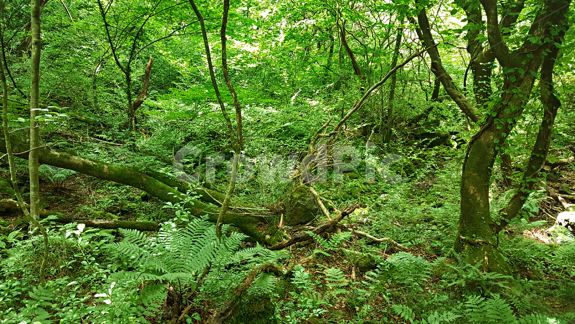 숲,나무,나뭇잎,식물,plant,tree,vegetation,초목,treetrunk,나무줄기,outdoors,옥외,woodland,삼림지,land,nature,자연,forest
