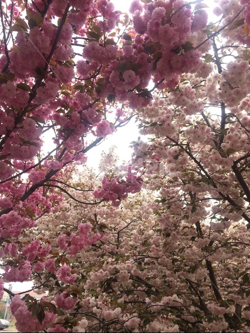 벚꽃,나무,봄,하늘,한가득,꽃,배경,봄,계절,spring,season,식물,자연,plants,nature,꽃,flower,plant,blossom,cherry blossom