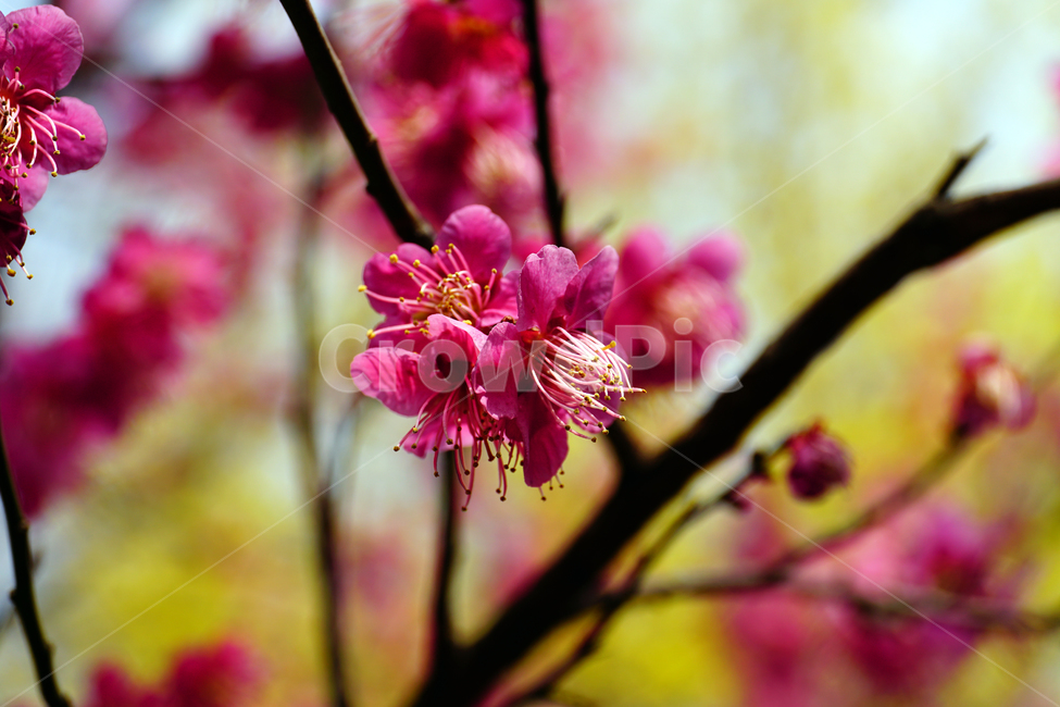 홍매화,한국자연,꽃,꽃사진,플라워,flower,봄,봄꽃,spring,식물,plants,자연,nature,풍경,landscape,계절,season,snap,스냅,접사,macro,closeup,클로즈업,감성사진,감성,힐링,healing,느낌,feel,feeling,꽃밭,화단,나무,나뭇가지,tree,꽃봉오리,4월,April,봄,계절,spring,season,식물,자연,plants,nature,꽃,flower,plant