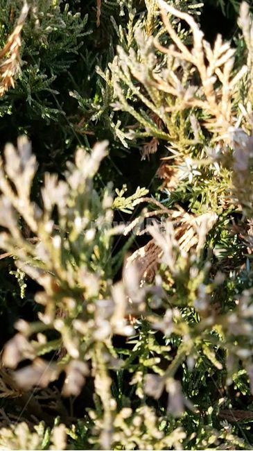 식물,향나무,향나무잎,향나무가지,나무잎,plant,초목,잎,tree,식물,자연,plants,nature,나무,trees,wood