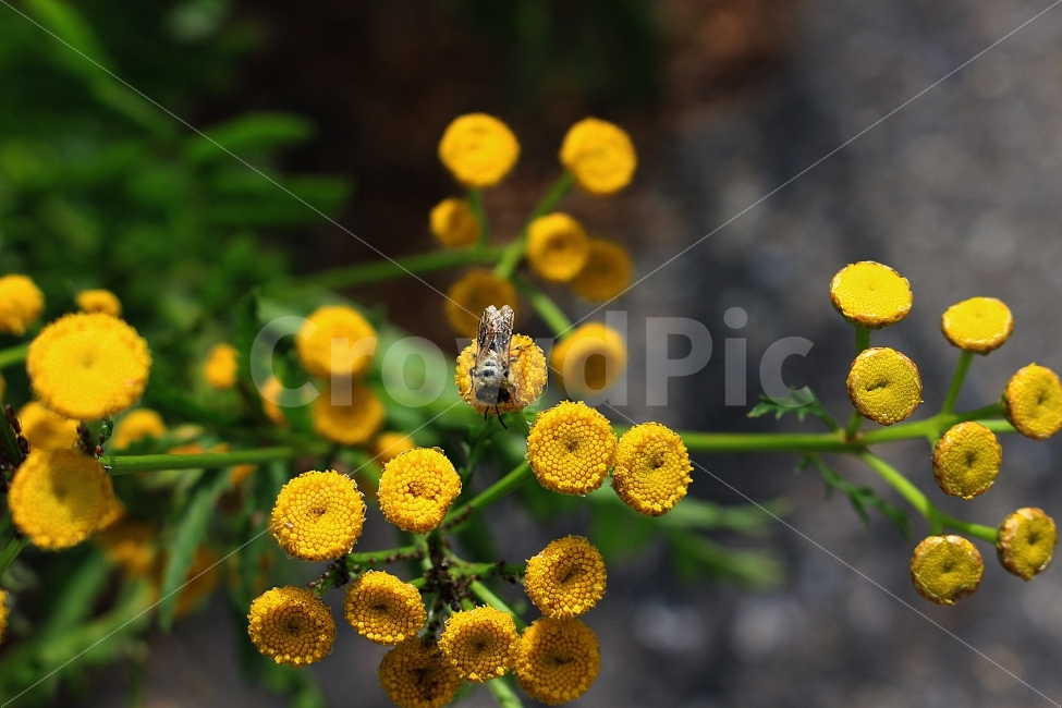 벌,꽃,노란꽃,자연,길거리,길가,꿀벌,수분,꿀,식물,자연,plants,nature,동물,animal,곤충,벌레,insect,bug,꽃,flower