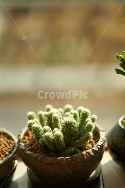 다육이,식물,화분,plant,botanical,식물,자연,plants,nature,실내용화초,화분,화초,house plant