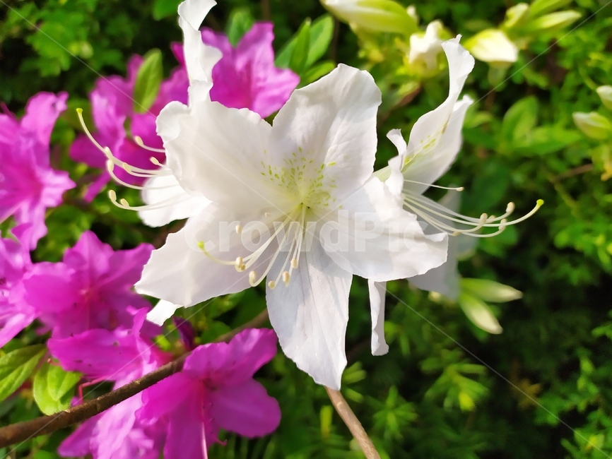 철쭉,백철쭉,봄꽃,진달래,홍철쭉,식물,자연,plants,nature,꽃,flower