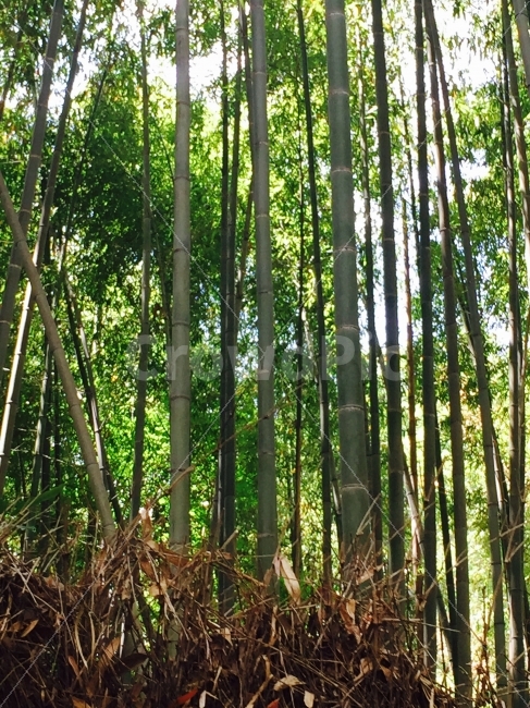 대나무,바름,곧음,정직,숲,푸름,청량,여름,녹음,오리엔탈,자연,풍경,nature,landscape,plant,식물,bamboo