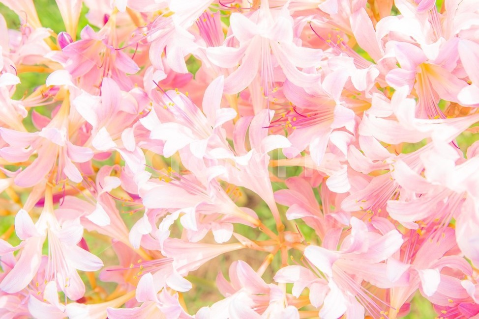 꽃,사상화,화단,화원,원예,식물,자연,화사한,flower,풀,봄,계절,spring,season,식물,자연,plants,nature,꽃,flower,색깔,색상,색채,색감,color sense,color sensitivity,feeling of color,plant,blossom