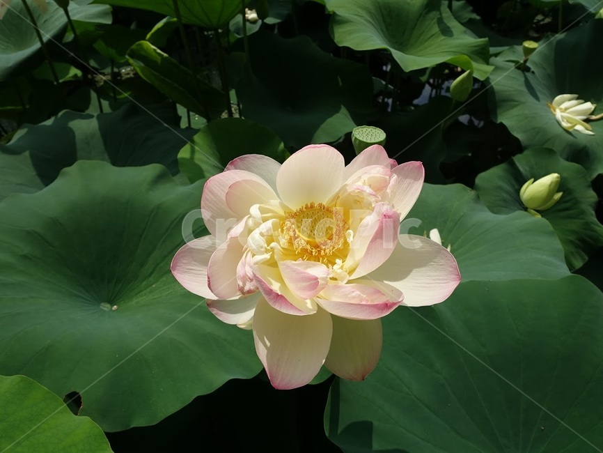 연꽃,연잎,꽃,lotus,pink,식물,자연,plants,nature,꽃,flower