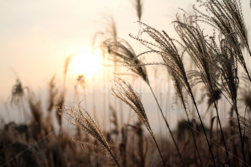 억새,갈대,가을,억새풀,갈대풀,가을,계절,fall,autumn,season,식물,자연,plants,nature,grass,잔디,plant