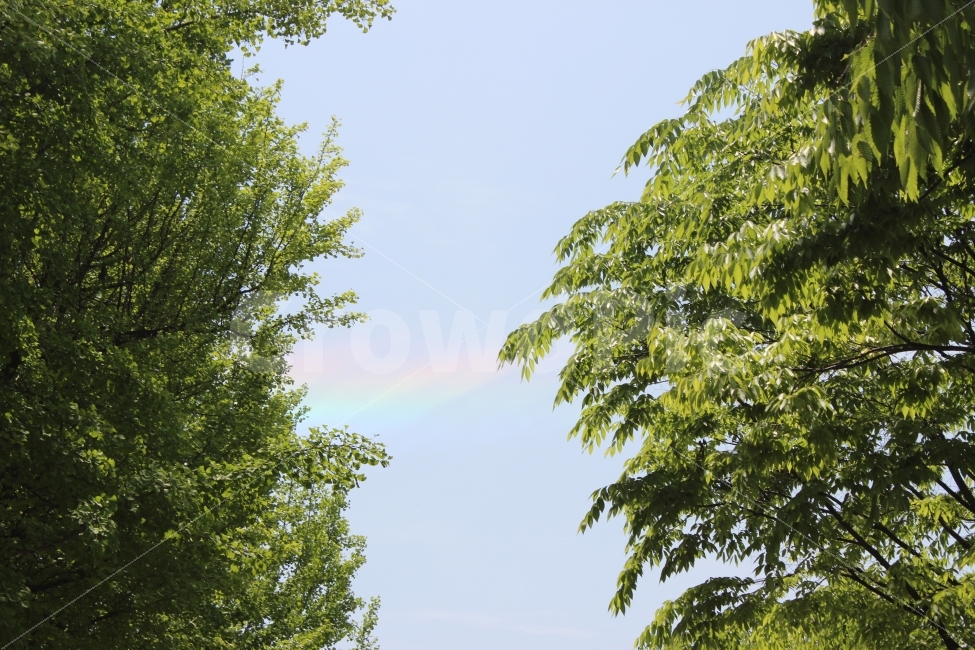 하늘,맑은날,무지개,나무,맑음,여름,자연,풍경,sky,rainbow,sunny,자연,풍경,nature,landscape,tree,plant,식물