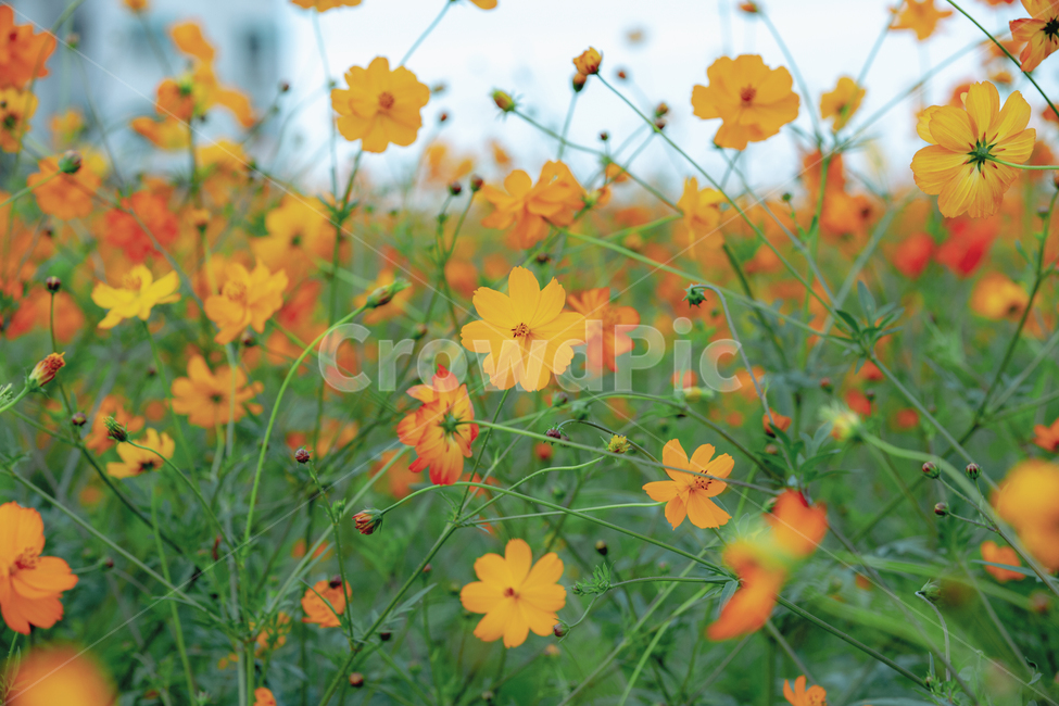 코스모스,노랑코스모스,가을,꽃,노랑꽃,flower,공원,야외,꽃사진,cosmos,park,예쁜,화사한,flowers,신선한,fresh,아름다운,푸른,자연,nature,정원,가을,계절,fall,autumn,season,식물,자연,plants,nature,꽃,flower,leaf,잎,plant,field,들,outdoors,옥외,grassland,목초지