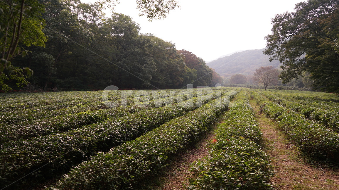 녹차,녹차밭,산책,자연,숲,나무,풀,농업,농사,agriculture,farming,farming industry