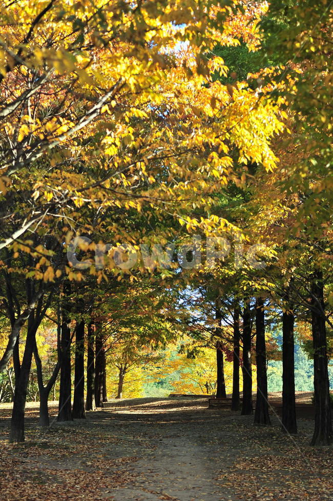 가을,낙엽,추억,바람,감성,가을,계절,fall,autumn,season,자연,풍경,nature,landscape,식물,plants,나무,trees,wood,tree,plant