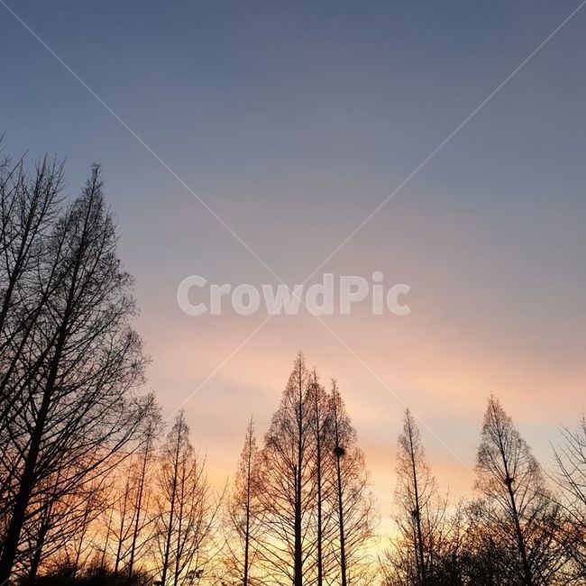 노을,나무,자연,하늘,구름,자연,풍경,nature,landscape,plant,식물,tree,outdoors,옥외,fir,전나무