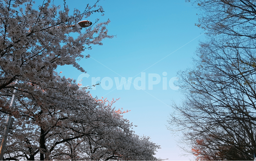 식물,plant,꽃,flower,벚꽃,cherryblossom,blossom,봄,spring