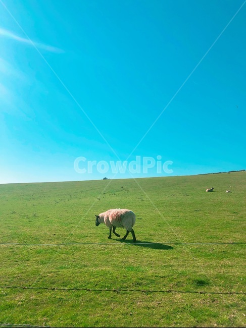 양,농장,하늘,풀,자연,동물,animal,포유류,mammal