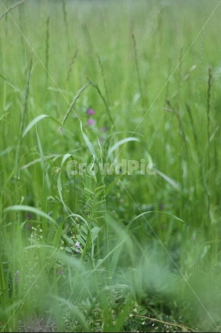 풀,잡초,초록,봄,흐림,식물,자연,plants,nature