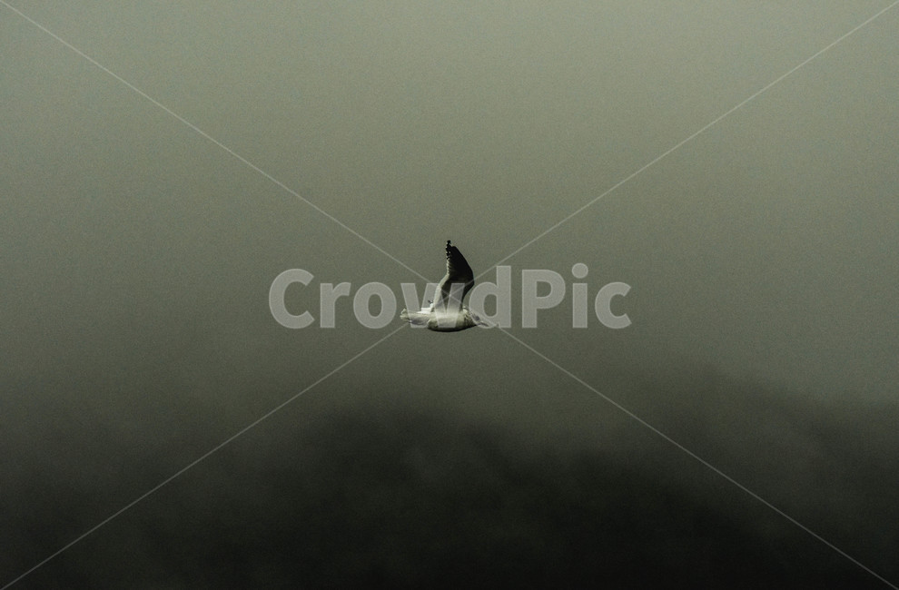 animal,동물,flying,나는,bird,새,갈매기,seagull,동물,animal,조류,새,birds
