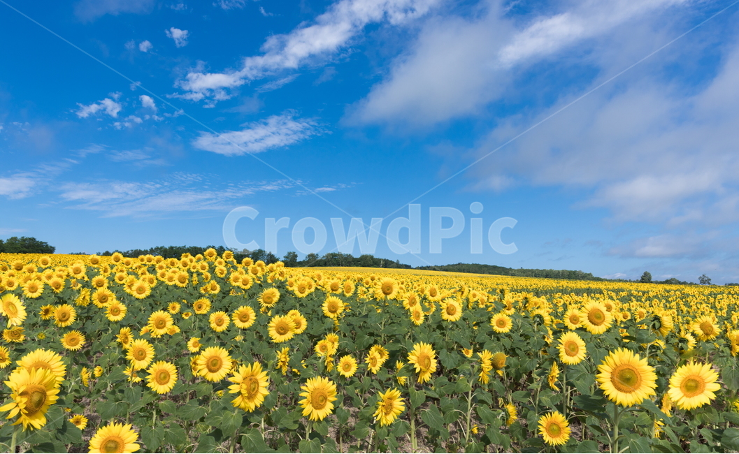 해바라기,해바라기꽃,선플라워,sunflower,꽃,flower,자연,풍경,nature,landscape,식물,plants,꽃,flower