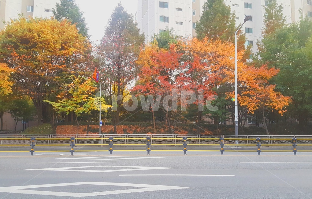 가을,단풍,나무,가로수,풍경,도로,단풍나무