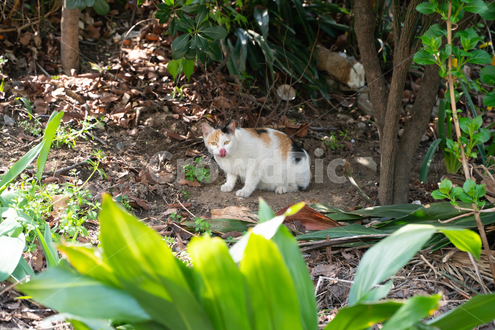 고양이,길냥이,동물,애교,생동감,동물,animal,포유류,mammal,고양이,cat,kitten,kitty