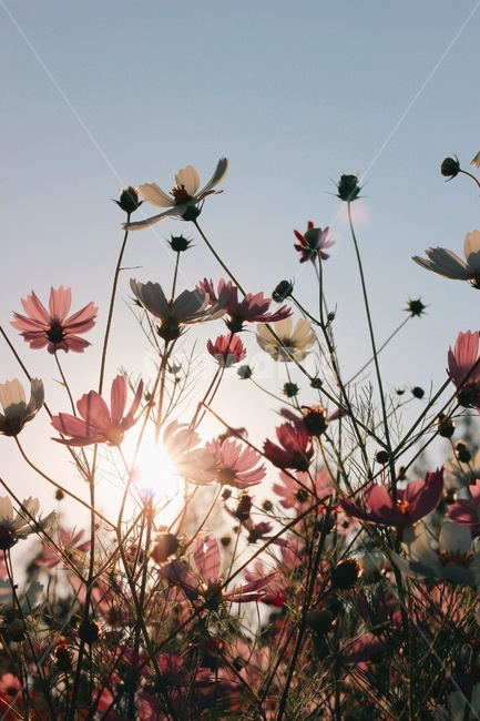 가을,꽃,코스모스,분홍,핑크,autumn,flower,cosmos,pink,pretty,beautiful,감성,감성사진,가을,계절,fall,autumn,season,식물,자연,plants,nature,꽃,flower,leaf,잎,plant,bird,새,animal,동물