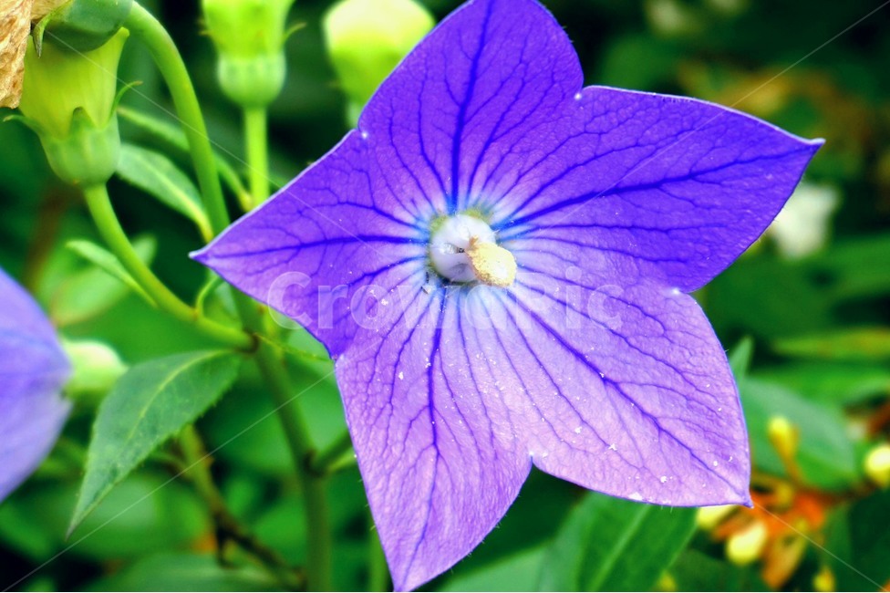 꽃,보라,그린,식물,flower,flowers,식물,자연,plants,nature,꽃,flower
