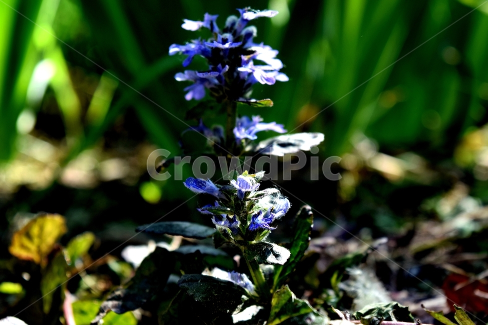 꽃,보라색,자연,퍼플,풍경,바이올렛,초록색,흙,한송이,식물,자연,plants,nature,꽃,flower