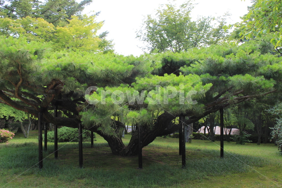 나무,자연,tree,nature,소나무,여행,웅장,꾸준함,든든함,세월,푸르름,식물,자연,plants,nature,나무,trees,wood
