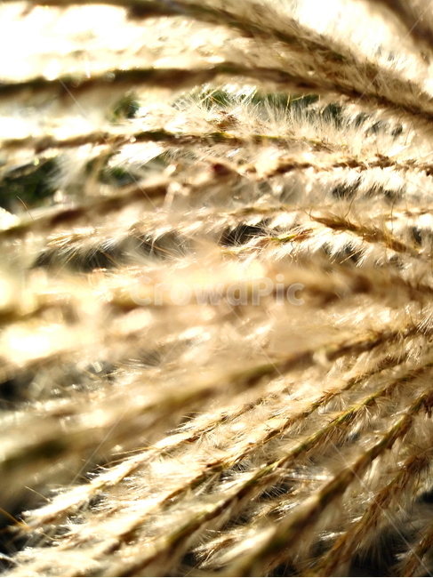 억새,햇빛,flamegrass,silvergrass,눈부심,햇볕,가을,plant,식물,가을,계절,fall,autumn,season,식물,자연,plants,nature