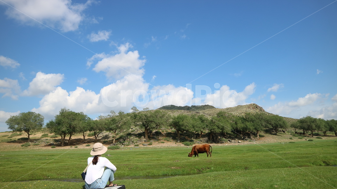 초원,소,동물,들,강,river,grassland,목초지,자연,nature,outdoors,person,human,여행,휴가,traveling,vacation,trip