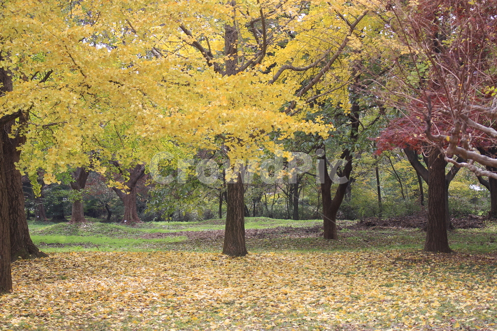 tree,나무,plant,식물,단풍,힐링,여행,쓸쓸함,낙엽,산책,소풍,가을,울긋불긋,가을,계절,fall,autumn,season,식물,자연,plants,nature,나무,trees,wood,tree trunk,나무 줄기