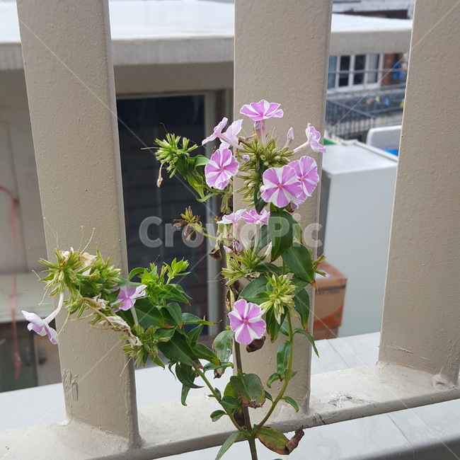 자연,꽃,줄무늬,화단,작은,담장,골목,식물,자연,plants,nature,꽃,flower